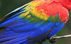 Scarlet Macaw