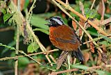 Tanager Finch