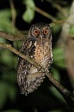 Tawny-bellied Screech-Owlborder=