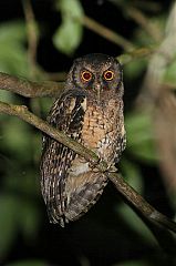 Tawny-bellied Screech-Owl