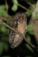 Tawny-bellied Screech-Owl