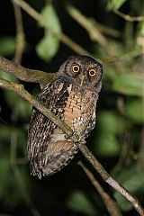 Tawny-bellied Screech-Owl