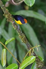 Tawny-capped Euphonia