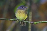 Tawny-chested Flycatcher