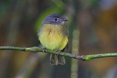 Tawny-chested Flycatcher