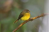 Tawny-chested Flycatcher