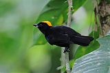 Tawny-crested Tanager