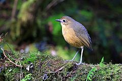 Tawny Antpitta