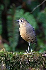 Tawny Antpitta