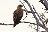 Tawny Eagle