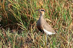 Temminck's Courser