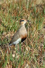 Temminck's Courser