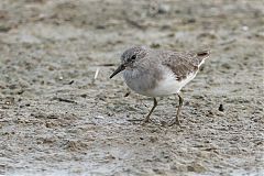 Temminck's Stint