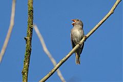 Temminck's Seedeater