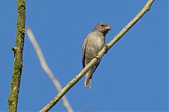 Temminck's Seedeater