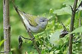 Tennessee Warbler