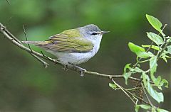 Tennessee Warbler