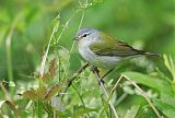 Tennessee Warbler