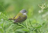 Tennessee Warbler