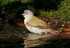 Tennessee Warbler