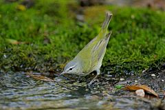 Tennessee Warbler