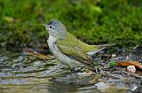 Tennessee Warbler