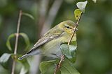 Tennessee Warbler