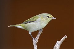 Tennessee Warbler