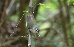 Tennessee Warbler