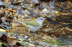 Tennessee Warbler