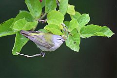 Tennessee Warbler