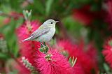 Tennessee Warbler