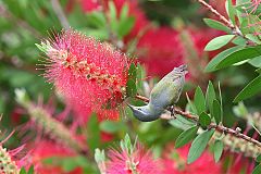 Tennessee Warbler