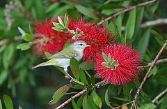 Tennessee Warbler