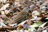 Terrestrial Brownbul