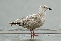 Iceland Gull