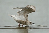 Iceland Gull