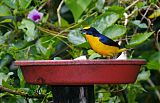 Thick-billed Euphonia