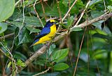 Thick-billed Euphonia