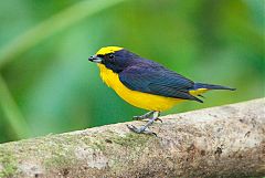 Thick-billed Euphonia