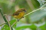 Thick-billed Euphonia