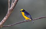 Thick-billed Euphonia