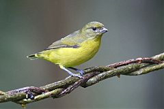 Thick-billed Euphonia