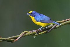 Thick-billed Euphonia