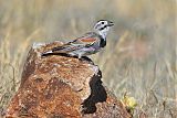 Thick-billed Longspurborder=