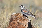 Thick-billed Longspurborder=