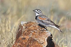 Thick-billed Longspur