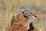 Thick-billed Longspurborder=