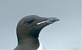 Thick-billed Murre