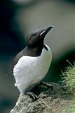 Thick-billed Murre